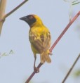 /album/photogallery/vitalline-masked-weaver-at-tujjerey-jpg/